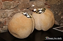 VBS_7860 - Mostra della Ceramica di Castellamonte 2021